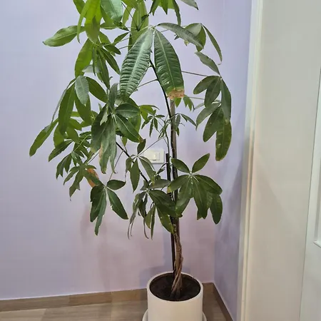 Il Sogno Degli Angeli アパート